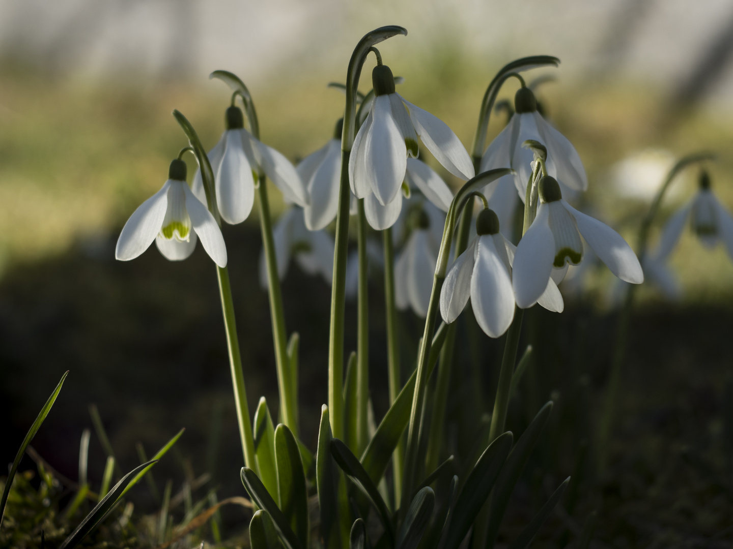 In reinem Weiss...