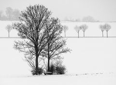 in Rheinhessen