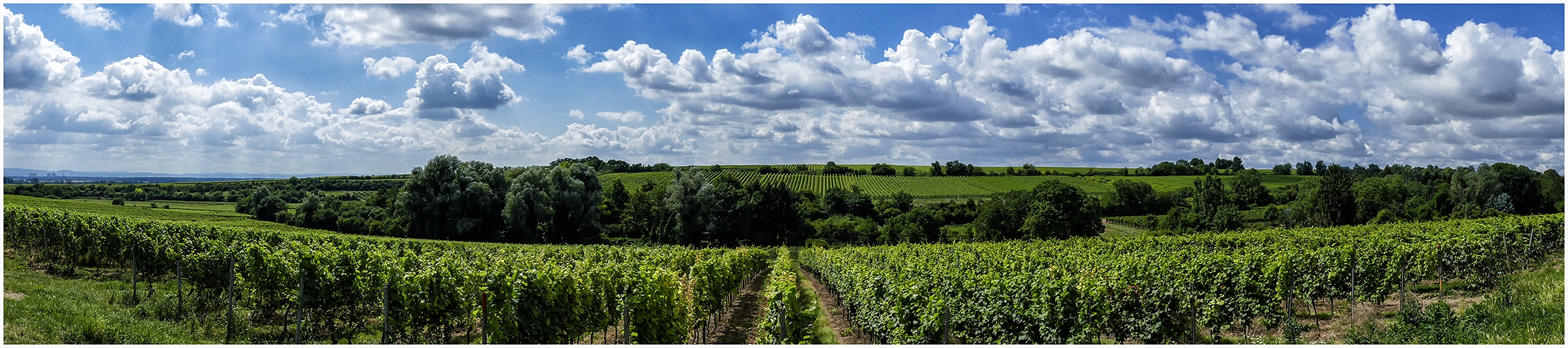 In Rheinhessen !