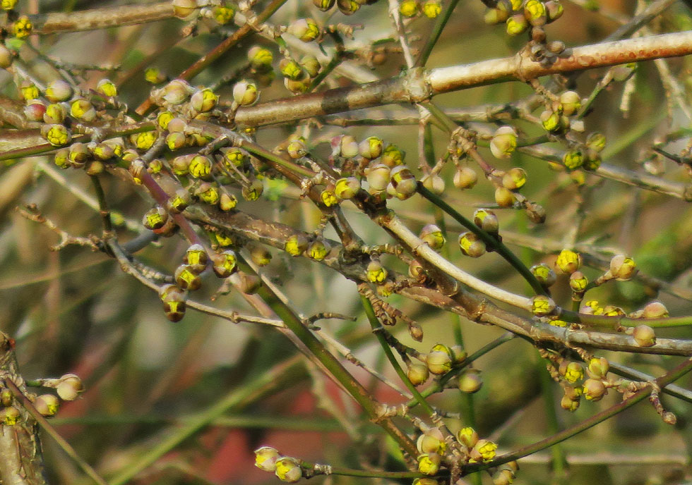 in Richtung Frühling...