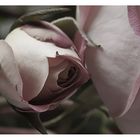 in rose`