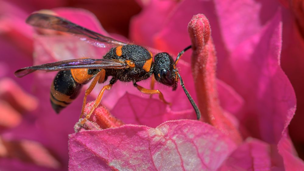 in Rot en rouge Foto & Bild spezial, natur, tier Bilder auf