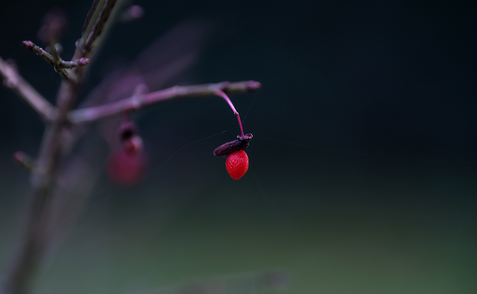 in rot und im winter glänzen ...