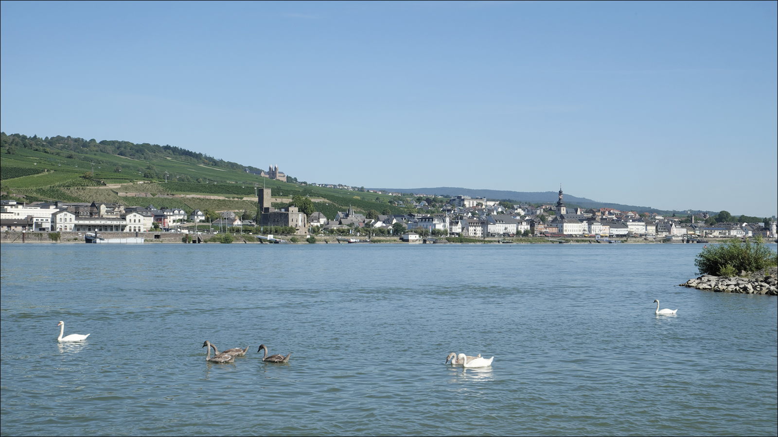 In Rüdesheim hab ich mein Kranichherz verloren