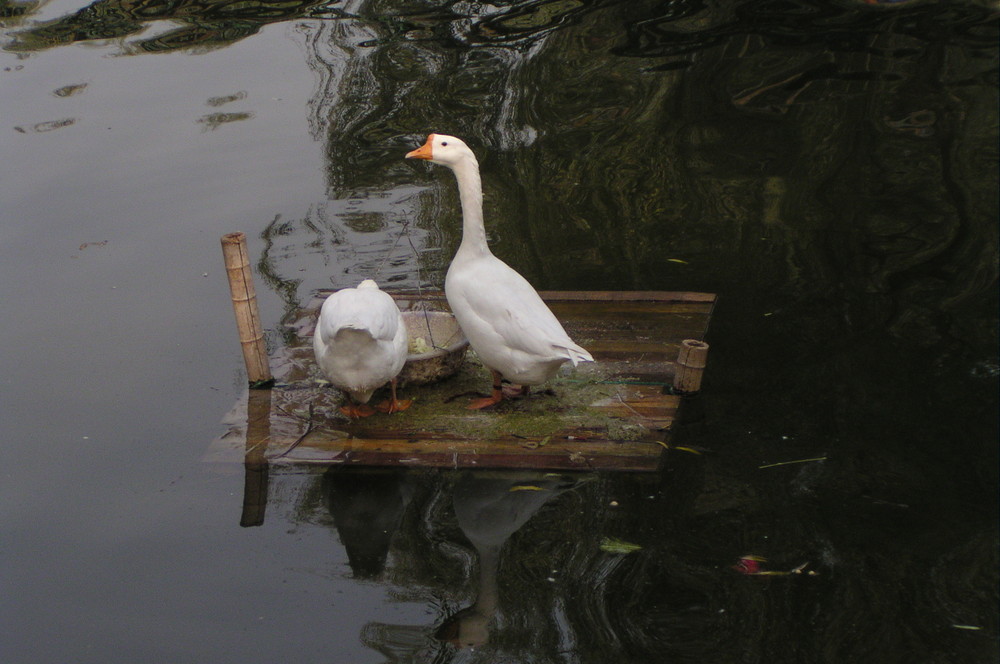 In Ruhe genießen