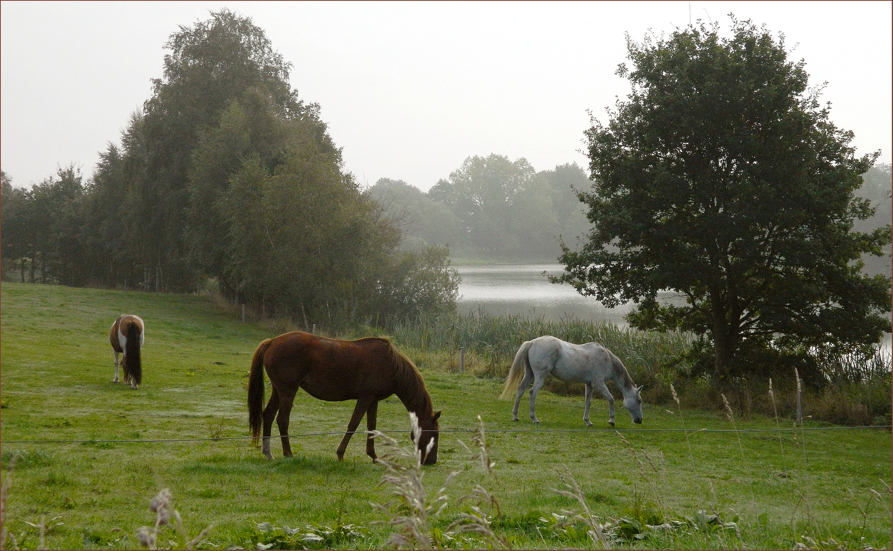 In Ruhe grasen