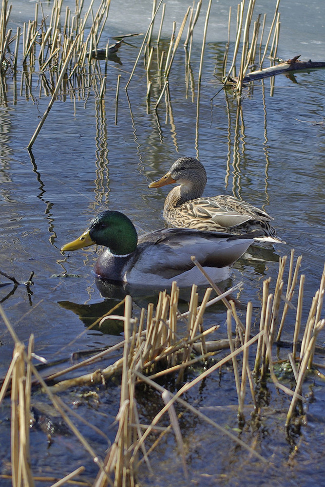 In ruhigem Wasser