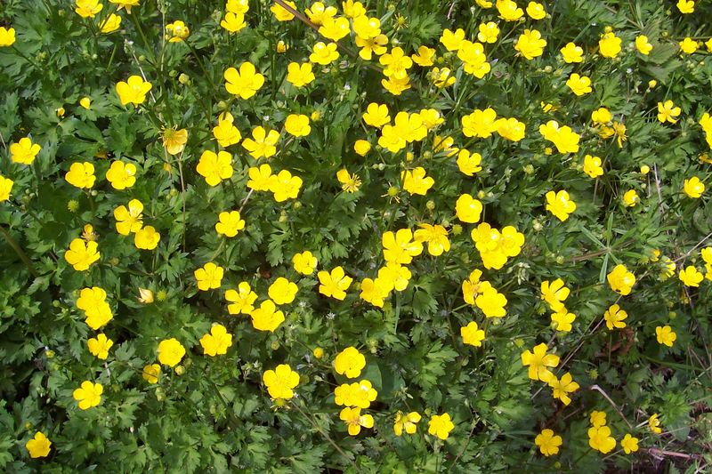 In Sachsen nennt man sie Butterblumen