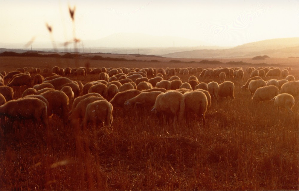 in sardegna pascolo