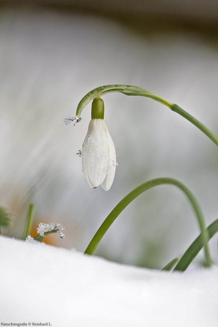  In Schnee und Eis....