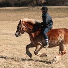 In schnellem Gallop dem Frühling entgegen.....