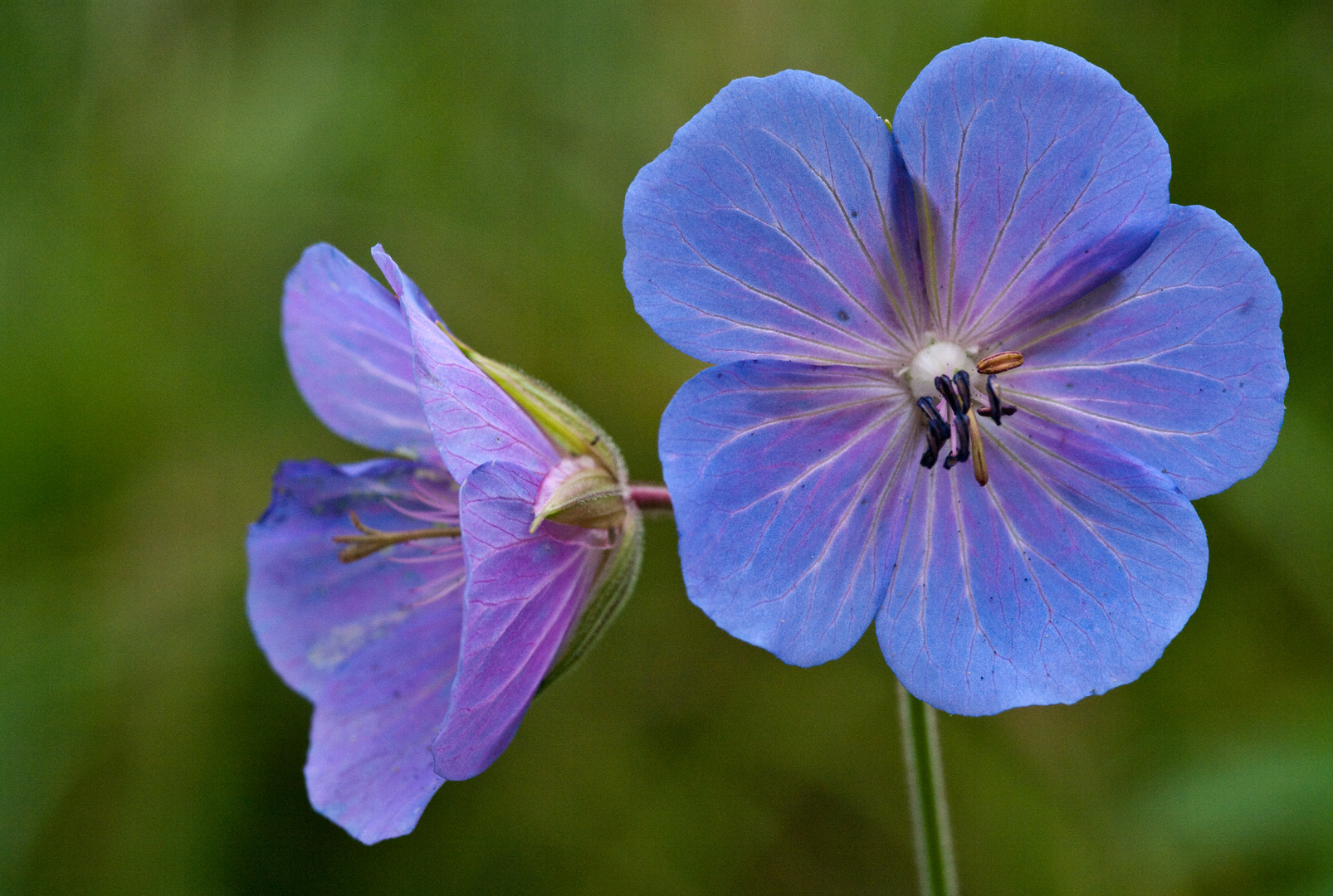 In schönem Blau