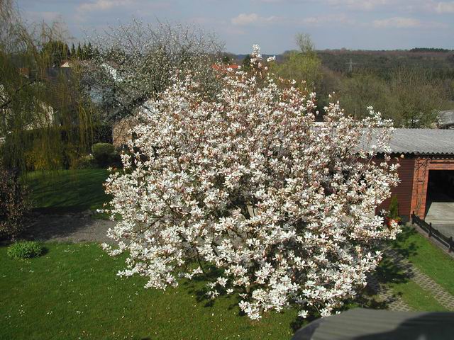 in schöner Blüte