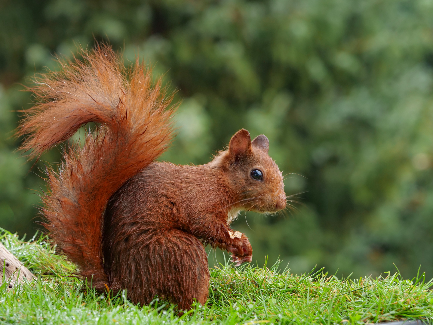 In schöner Pose