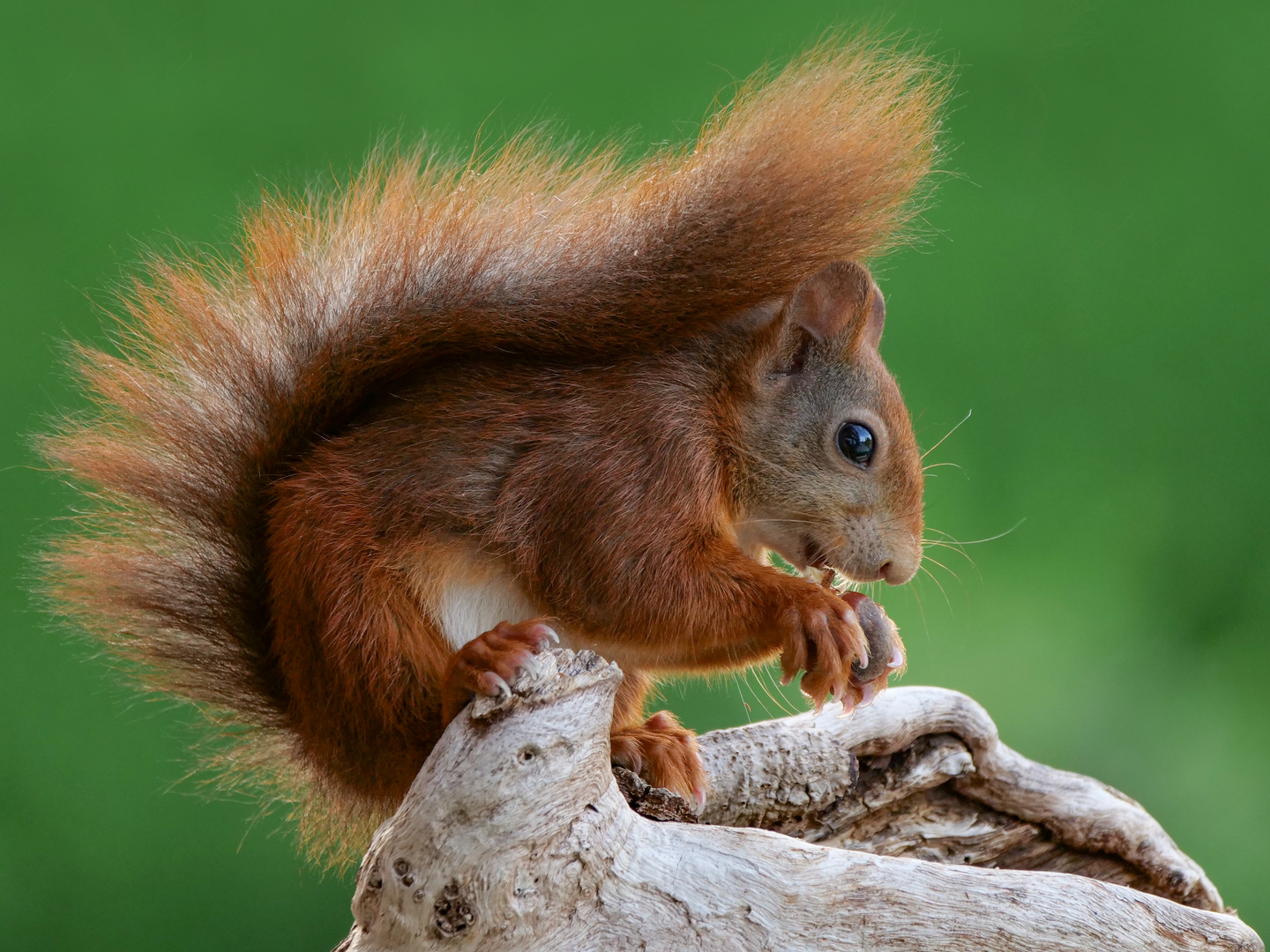 In schöner Pose