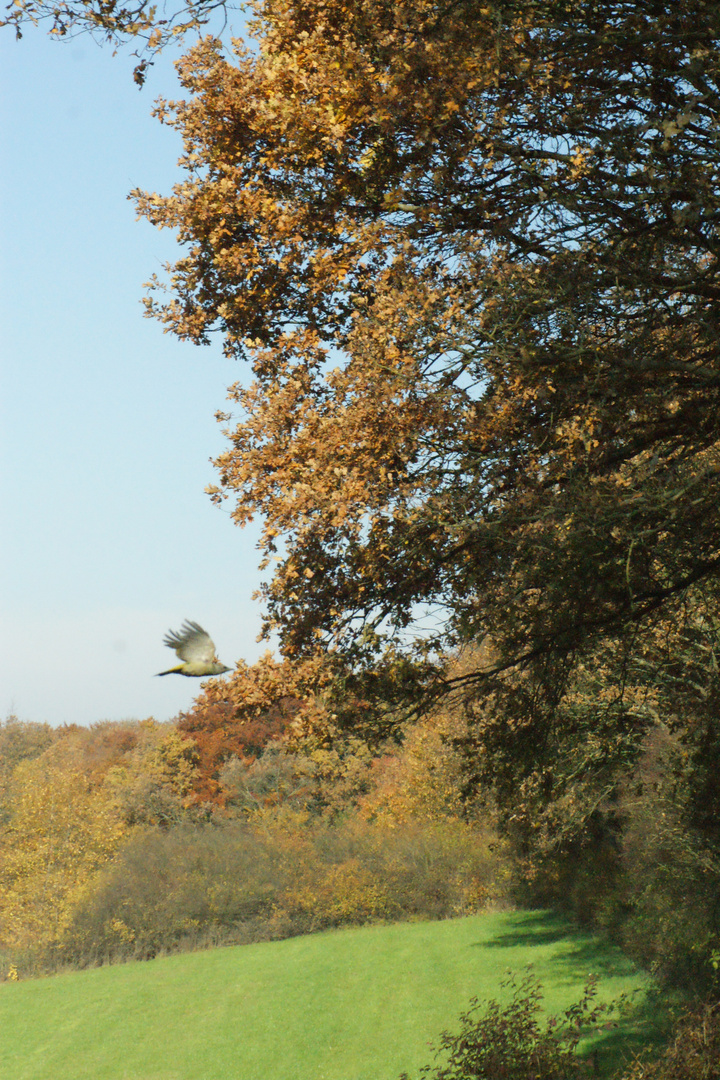 in schöner Vogel im Flug