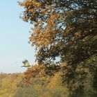 in schöner Vogel im Flug