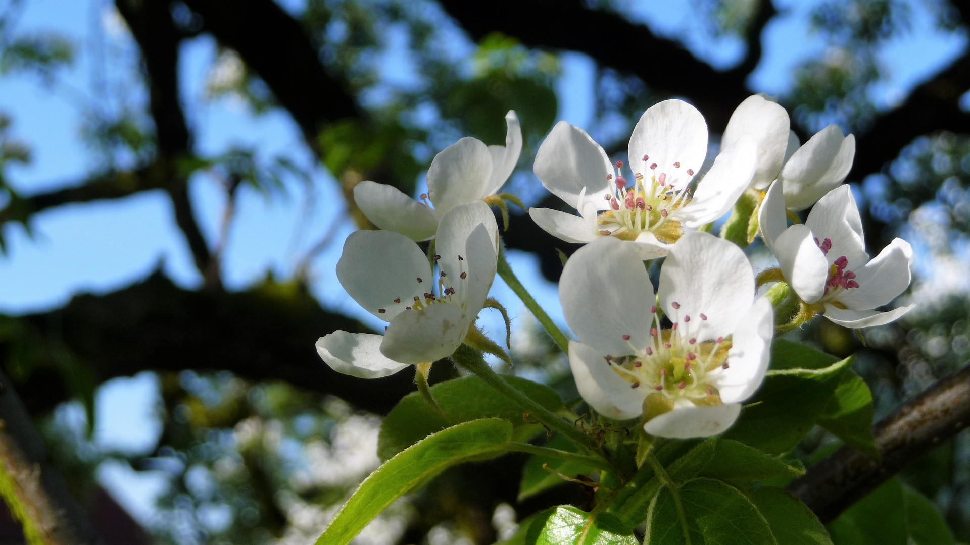 in Schwabenheim blühen die Birnbäume