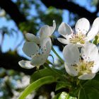 in Schwabenheim blühen die Birnbäume