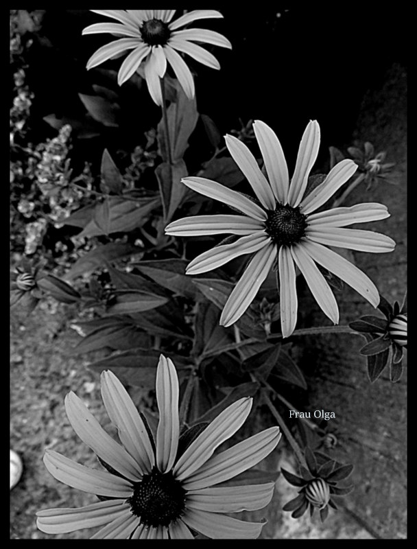 In Schwarz-Weiß eine Sonnenblume