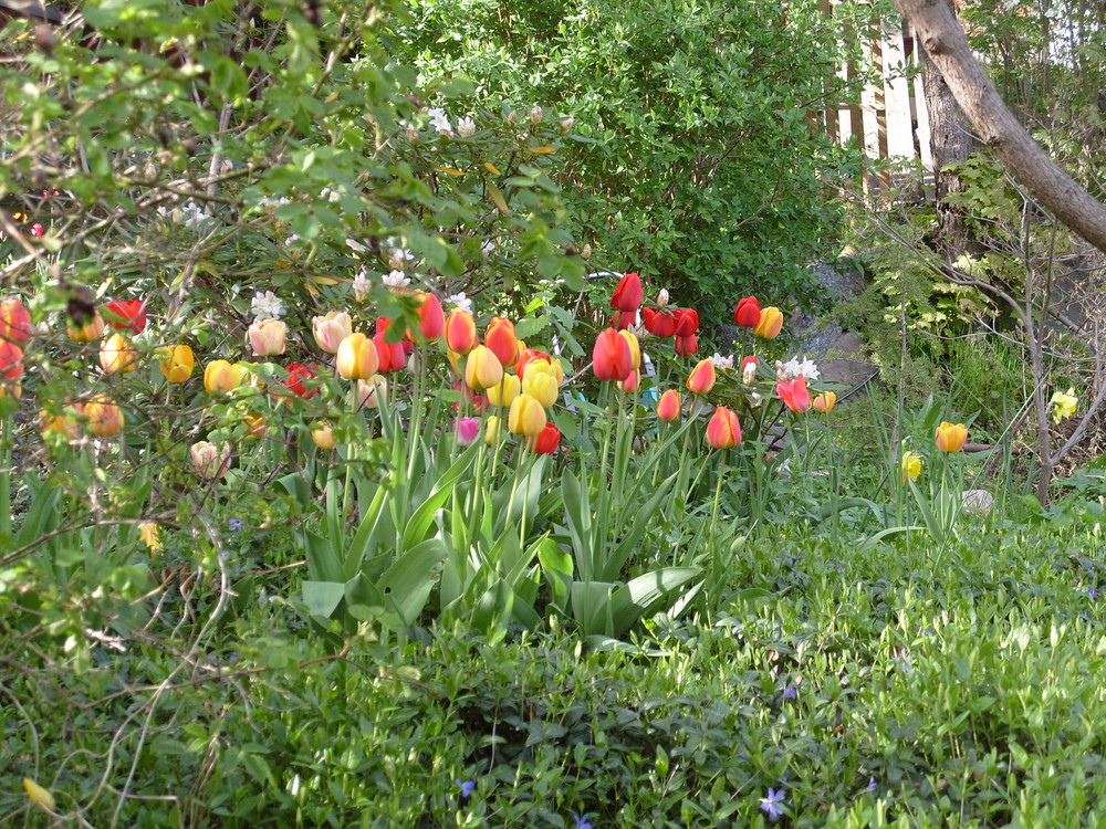 In Schweden bluehen die Tulpen erst im im Mai...