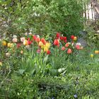 In Schweden bluehen die Tulpen erst im im Mai...