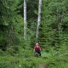 in Schwedens Wäldern