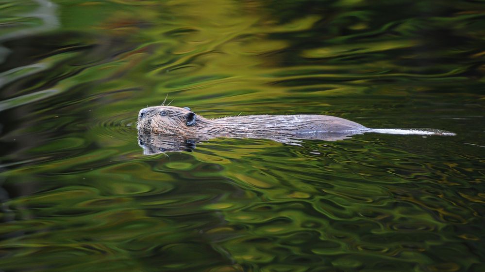 In seinem eigenen See