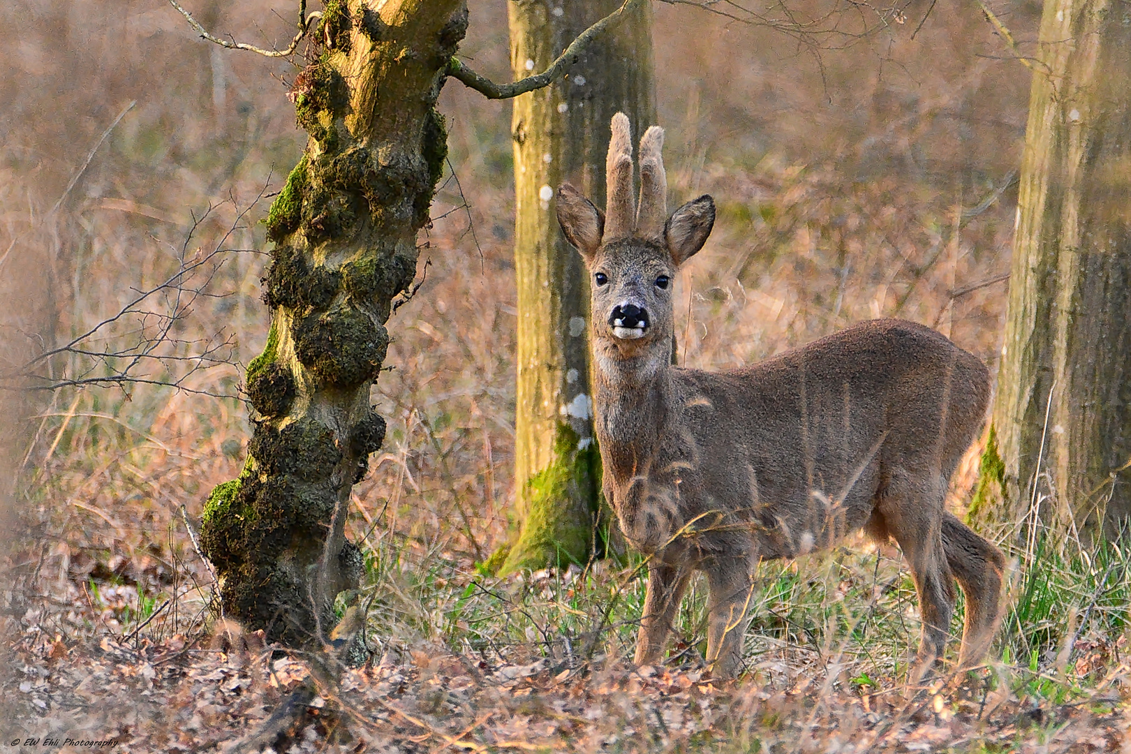 In seinem Einstand...