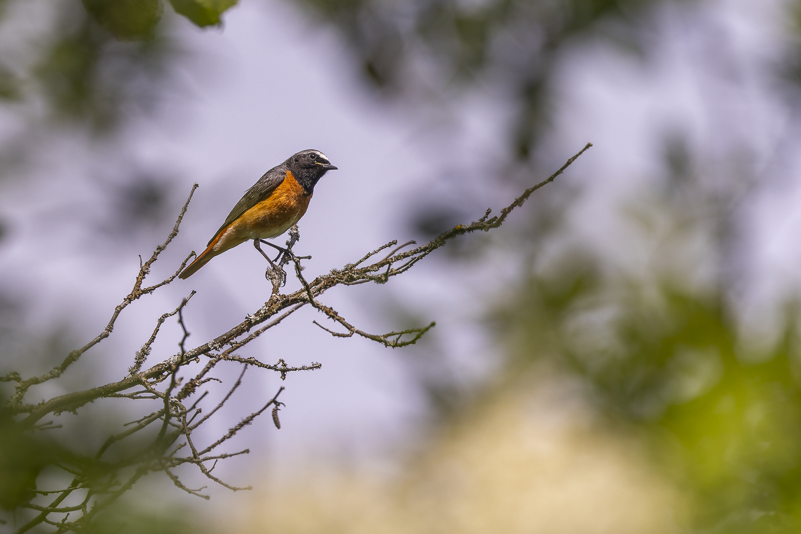 In seinem typischen Lebensraum....