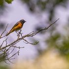 In seinem typischen Lebensraum....