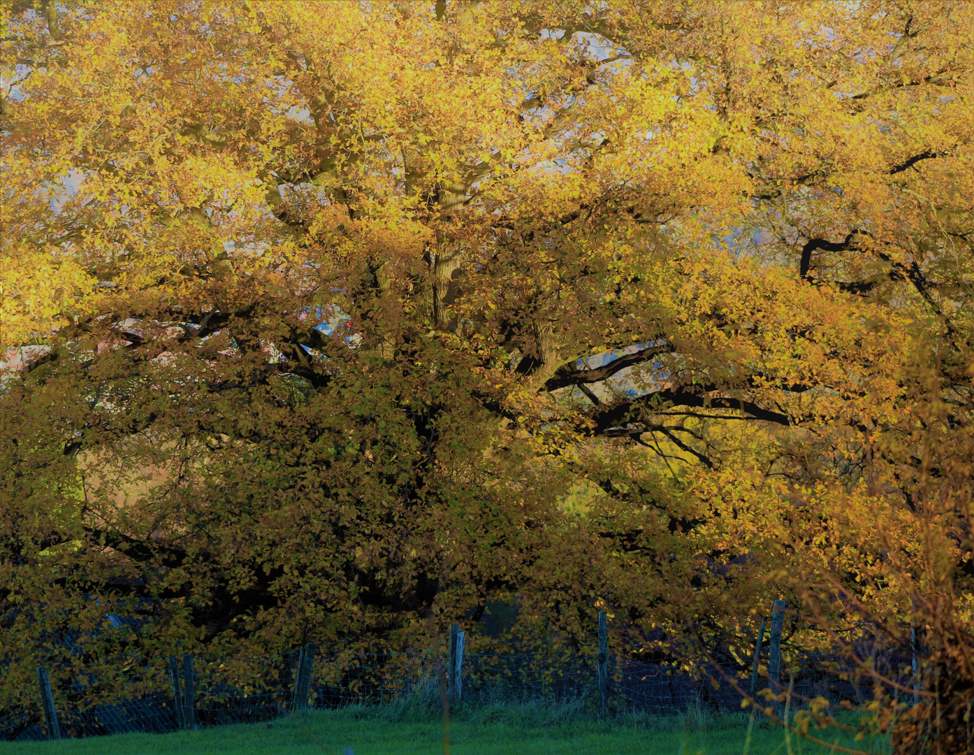 in seiner ganzen Pracht zeigt sich der stolze Baum , bevor er sein winterliches Gewand trägt