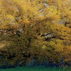 in seiner ganzen Pracht zeigt sich der stolze Baum , bevor er sein winterliches Gewand trägt