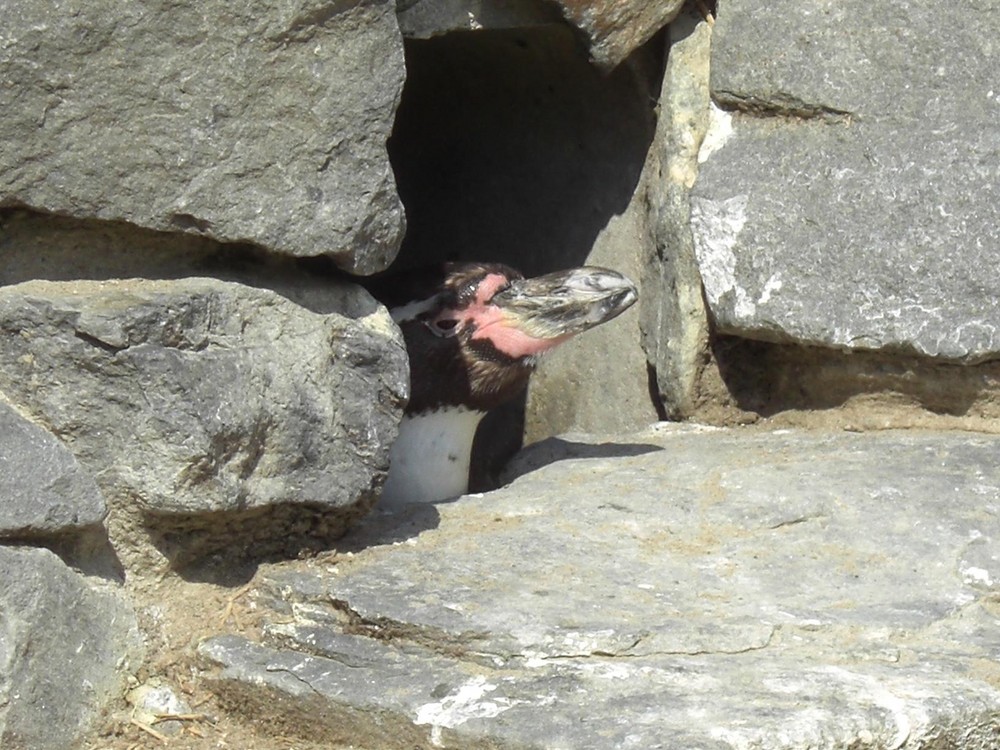 in seiner Höhle