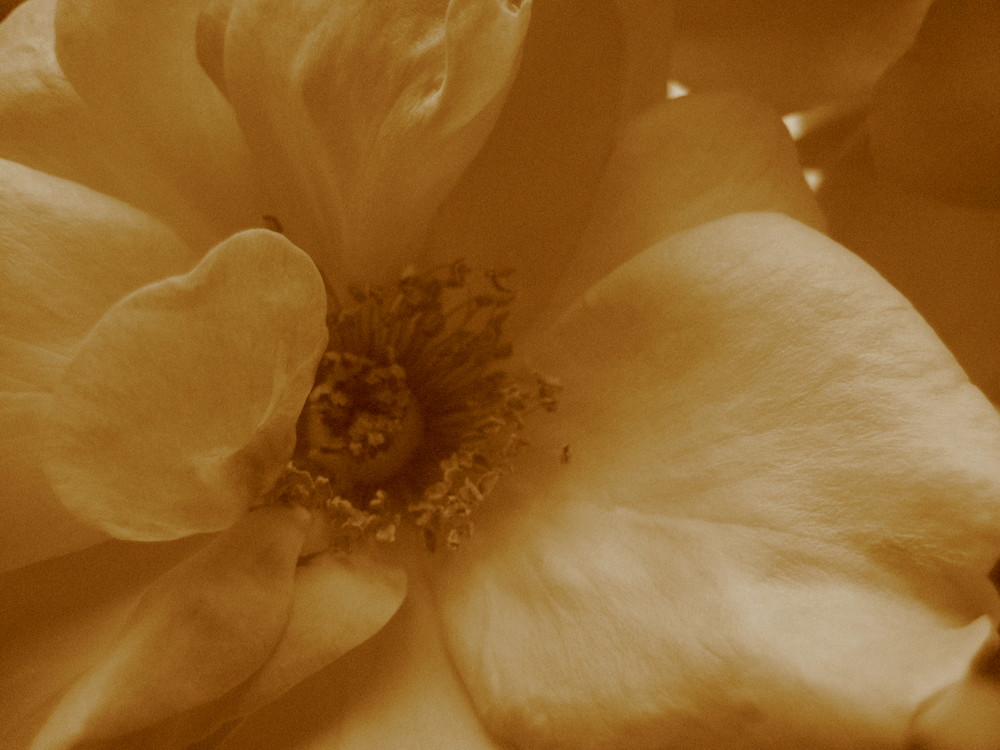 in Sepia...