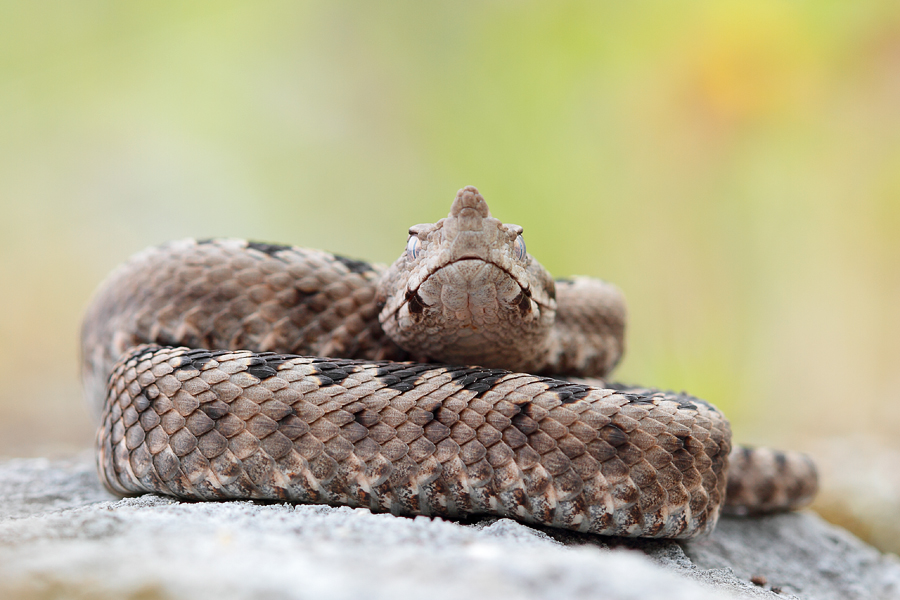 In Shed