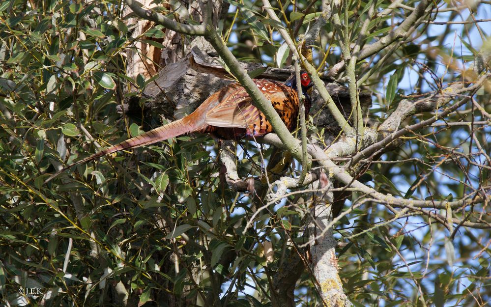 In Sicherheit Foto &amp; Bild | vögel, fasan, singvögel Bilder auf ...