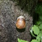 in Sicherheit gebracht, vor dem Regen