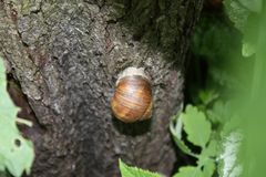 in Sicherheit gebracht, vor dem Regen