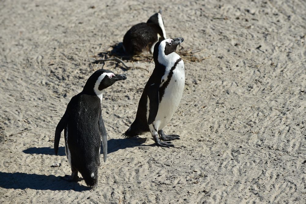 In Simons Town lebende Pinguine. 120_5436