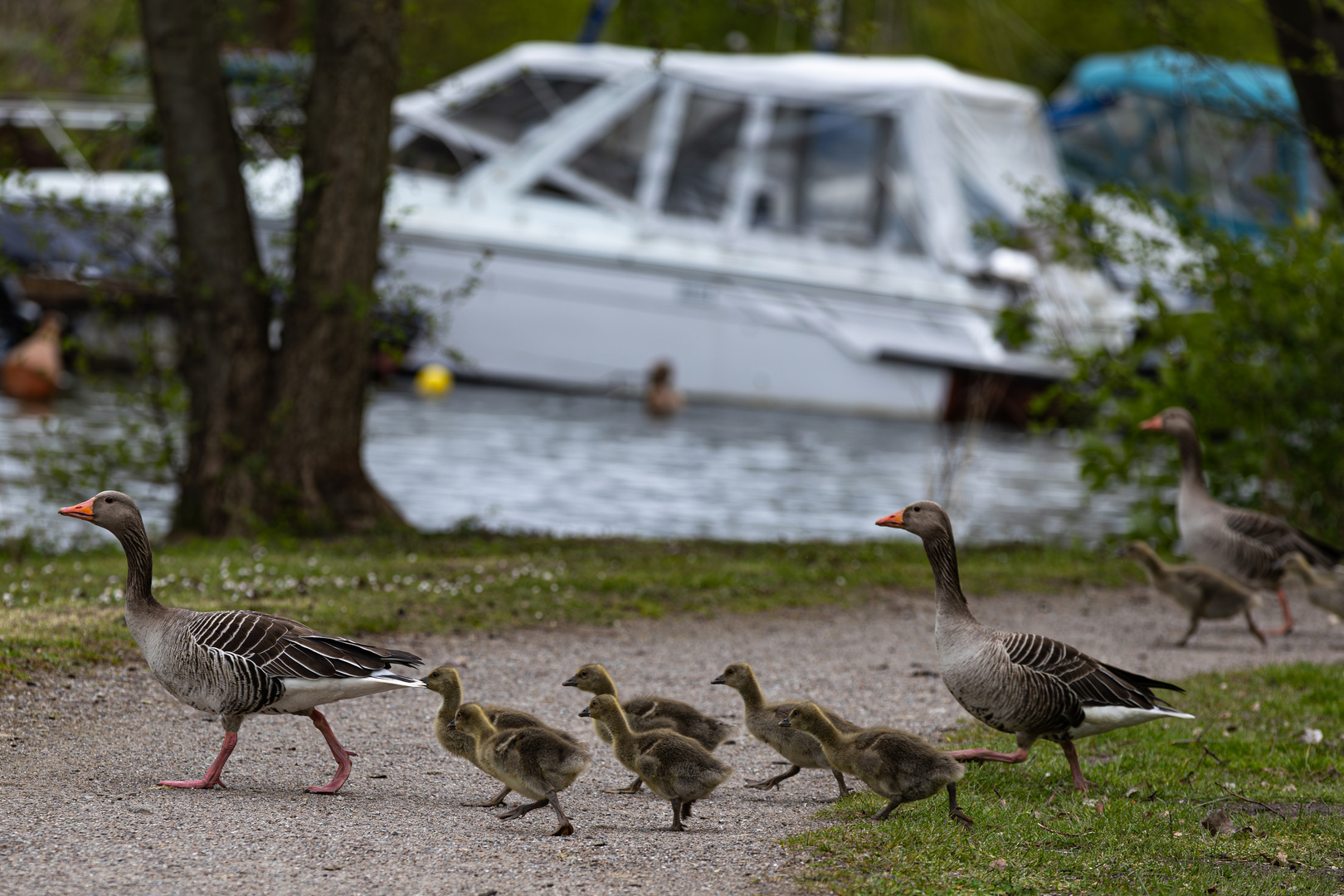 in single file - Gänsemarsch