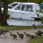 in single file - Gänsemarsch