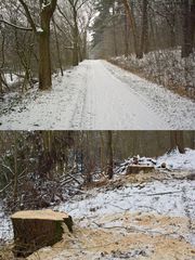 In so einer schnelllebigen Zeit leben wir :Baumallee gestern und heute !