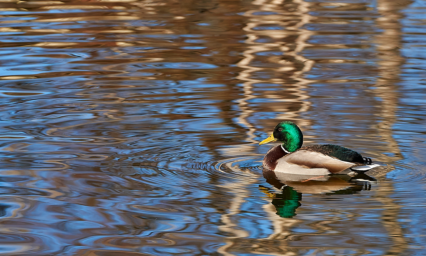 In so einer schönen Spiegelung zu schwimmen, kann nur Freude bereiten.