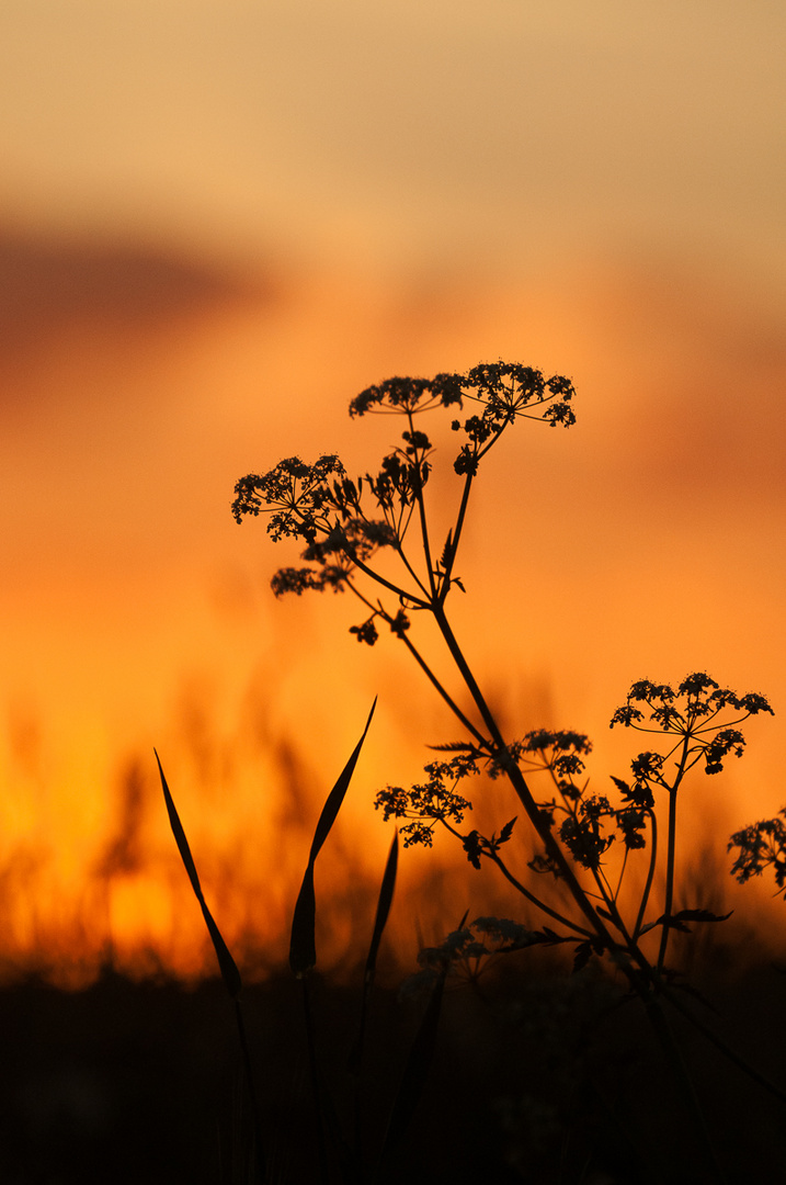 *** in Sonnenuntergangs - Flammen ***