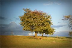 In Sonnenuntergangsstrahlen getauchter Baum