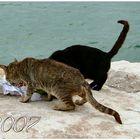 In spiaggia....Ora dello spuntino!!