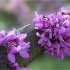 In spring even trunks can flower