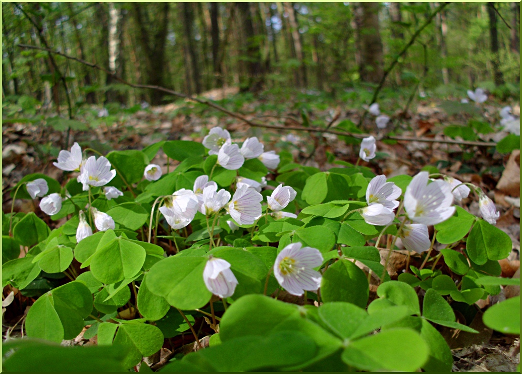 In spring forest