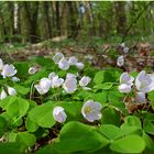 In spring forest